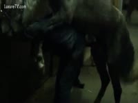 Horse creampie his horny owner